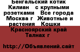 Бенгальский котик Килиан , с крупными розетками - Все города, Москва г. Животные и растения » Кошки   . Красноярский край,Талнах г.